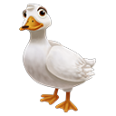 American Pekin Duck